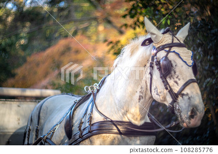 Autumn at Shimogamo Shrine, white horses on tourist carriages, swirl of colorful autumn leaves at Tadasu Forest Autumn at Shimogamo Shrine, white horses on tourist carriages, swirl of colorful autumn leaves at Tadasu Forest 108285776