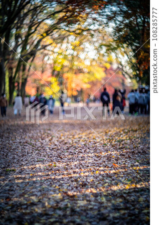 Autumn at Shimogamo Shrine, the Tadasu Forest Baba shining in the setting sun, colorful autumn leaves, and swirls of autumn light 108285777