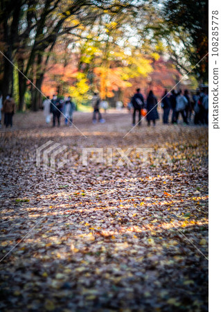 Autumn at Shimogamo Shrine, the Tadasu Forest Baba shining in the setting sun, colorful autumn leaves, and swirls of autumn light Autumn at Shimogamo Shrine, the Tadasu Forest Baba shining in the setting sun, colorful autumn leaves, and swirls of autumn light 108285778