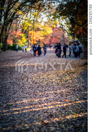 Autumn at Shimogamo Shrine, the Tadasu Forest Baba shining in the setting sun, colorful autumn leaves, and swirls of autumn light Autumn at Shimogamo Shrine, the Tadasu Forest Baba shining in the setting sun, colorful autumn leaves, and swirls of autumn light 108285780