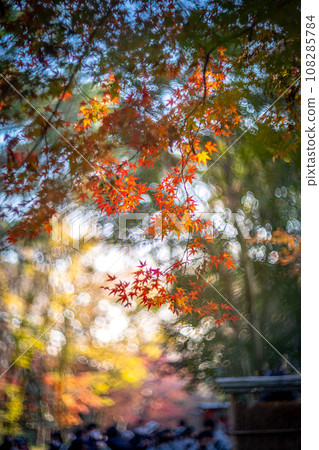 Autumn at Shimogamo Shrine, colorful autumn leaves in Tadasu Forest shining in the setting sun, swirls of autumn light Autumn at Shimogamo Shrine, colorful autumn leaves in Tadasu Forest shining in the setting sun, swirls of autumn light 108285784