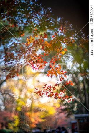 Autumn at Shimogamo Shrine, colorful autumn leaves in Tadasu Forest shining in the setting sun, swirls of autumn light Autumn at Shimogamo Shrine, colorful autumn leaves in Tadasu Forest shining in the setting sun, swirls of autumn light 108285785