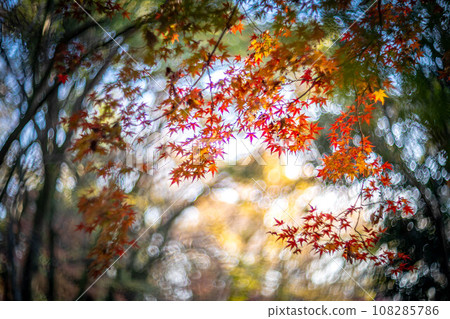 Autumn at Shimogamo Shrine, colorful autumn leaves in Tadasu Forest shining in the setting sun, swirls of autumn light 108285786