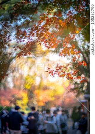 Autumn at Shimogamo Shrine, colorful autumn leaves in Tadasu Forest shining in the setting sun, swirls of autumn light 108285790