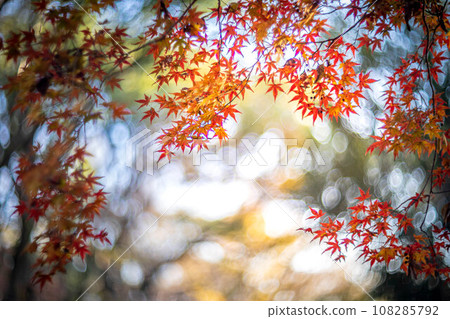 Autumn at Shimogamo Shrine, colorful autumn leaves in Tadasu Forest shining in the setting sun, swirls of autumn light 108285792
