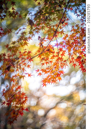 Autumn at Shimogamo Shrine, colorful autumn leaves in Tadasu Forest shining in the setting sun, swirls of autumn light 108285793