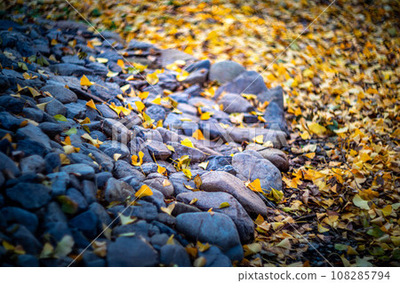 秋天，黃色的銀杏葉覆蓋下鴨神社參道的石板路 108285794