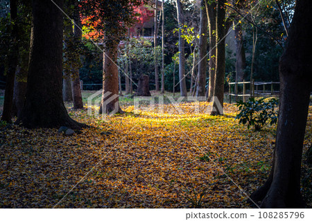 Autumn at Shimogamo Shrine, fallen leaves covering the approach to Tadasu Forest, the setting sun shining yellow 108285796