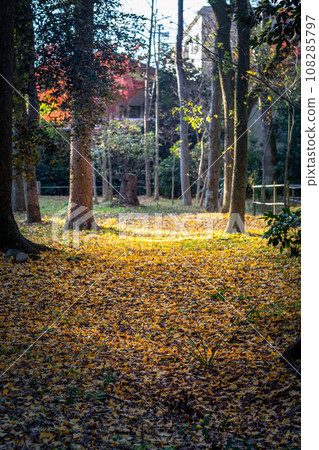 Autumn at Shimogamo Shrine, fallen leaves covering the approach to Tadasu Forest, the setting sun shining yellow Autumn at Shimogamo Shrine, fallen leaves covering the approach to Tadasu Forest, the setting sun shining yellow 108285797