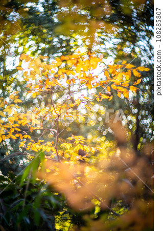 Autumn at Shimogamo Shrine, yellow maple leaves in Tadasu Forest, swirls of autumn light 108285807