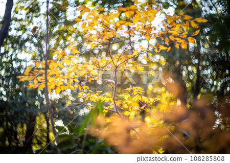 Autumn at Shimogamo Shrine, yellow maple leaves in Tadasu Forest, swirls of autumn light 108285808