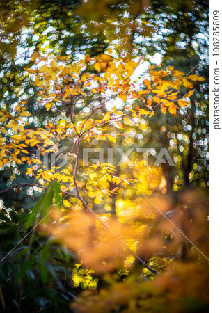 Autumn at Shimogamo Shrine, yellow maple leaves in Tadasu Forest, swirls of autumn light 108285809