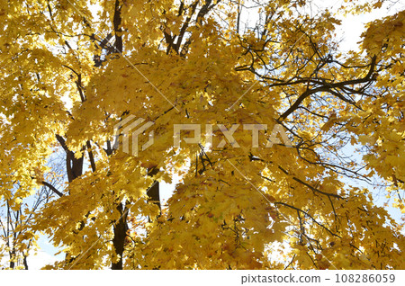 bright, yellow, autumn leaves against the sky. beauty in nature bright, yellow, autumn leaves against the sky. beauty in nature 108286059