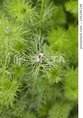 Love-in-a-mist Shorty Blue 108286146
