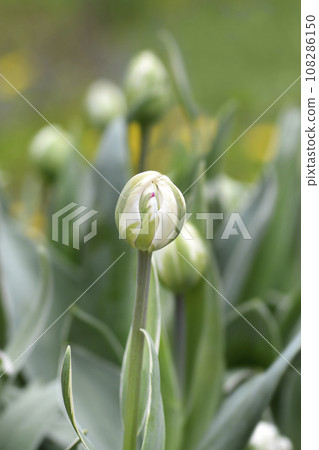 Tulip Carnival de Nice Tulip Carnival de Nice 108286150