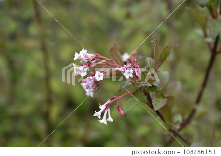 Arrowwood Charles Lamont 108286151