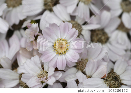 Florists cineraria Florists cineraria 108286152
