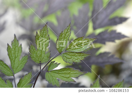 Baneberry Black Negligee Baneberry Black Negligee 108286153