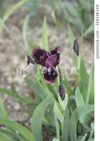 Standard Dwarf Bearded Iris Cats eye 108286169