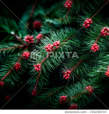 A close up view of a Christmas fir tree frond or a green pine tree branch with snow on black background. 108286334