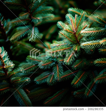A close up view of a Christmas fir tree frond or a green pine tree branch with snow on black background. 108286335
