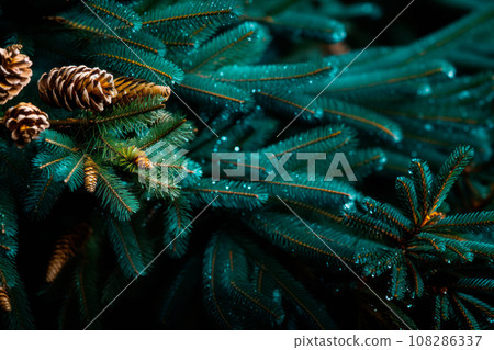A close up view of a Christmas fir tree frond or a green pine tree branch with snow on black background. A close up view of a Christmas fir tree frond or a green pine tree branch with snow on black background. 108286337
