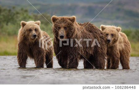 Brown Bear Fishing for Sockeye Salmon in Alaksa  108286448