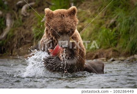 Brown Bear Fishing for Sockeye Salmon in Alaksa  108286449