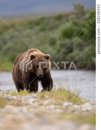 Brown Bear Fishing for Sockeye Salmon in Alaksa  108286451