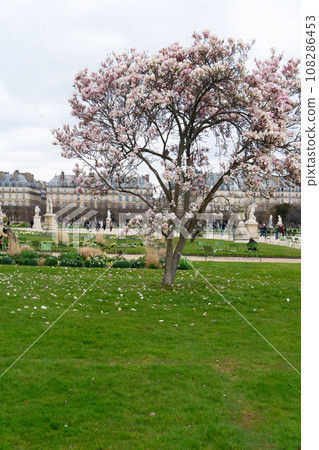 Tuileries garden, Paris 108286453