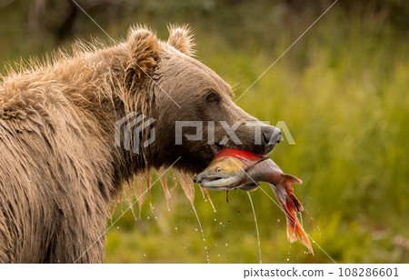 Brown Bear Fishing for Sockeye Salmon in Alaksa  108286601