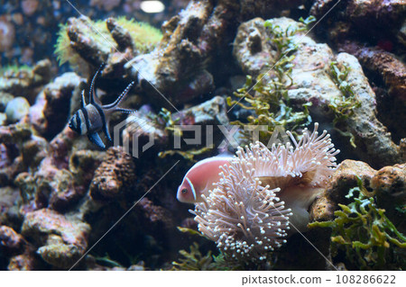 aquarium fish. Photographed at Minatoyama Aquarium in Kobe City 108286622