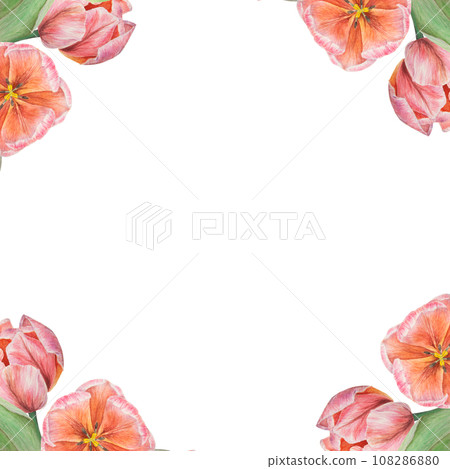 Watercolor realistic botanical illustration of pink tulips frame for your design, wedding print products, paper, invitations, cards, fabric, posters, card for Mother's day, March 8, Easter, festivals 108286880