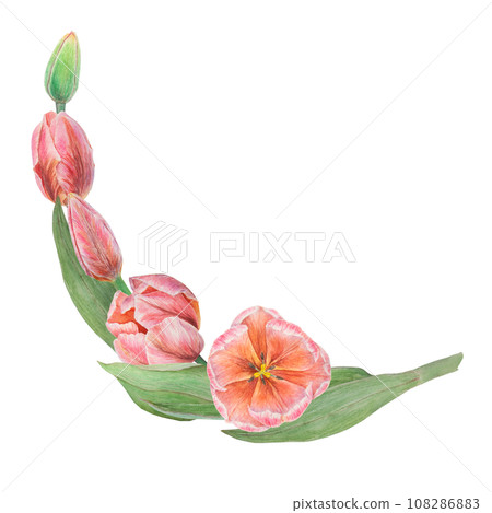 Watercolor realistic botanical illustration of pink tulips. Round frame for your design, wedding print products, paper, invitations, cards, fabric, posters for Mother's day, March 8, Easter, festivals Watercolor realistic botanical illustration of pink tulips. Round frame for your design, wedding print products, paper, invitations, cards, fabric, posters for Mother's day, March 8, Easter, festivals 108286883