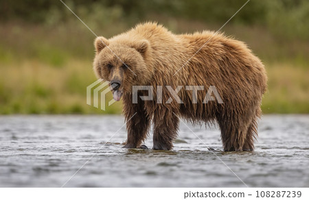 Brown Bear Fishing for Sockeye Salmon in Alaksa  108287239