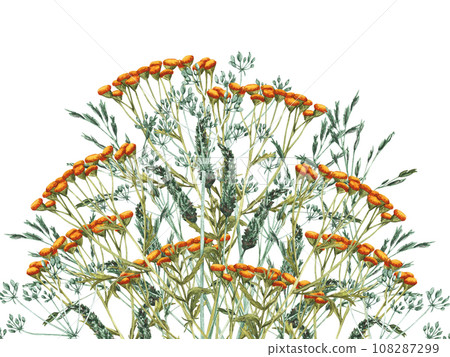 Watercolor bouquet of meadow leaves and yellow tansy, flowers, branches and wild dry grass. Evergreen grass field in nature, meadow in springtime. Summer botany, natural elements. Natural green tones Watercolor bouquet of meadow leaves and yellow tansy, flowers, branches and wild dry grass. Evergreen grass field in nature, meadow in springtime. Summer botany, natural elements. Natural green tones 108287299