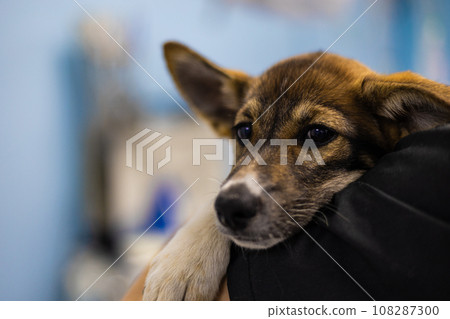 A close-up of a cute muzzle of a homeless mestizo puppy nestled comfortably on the shoulder of a veterinarian. The veterinarian gently holds the puppy in his arms in the veterinary clinic. A close-up of a cute muzzle of a homeless mestizo puppy nestled comfortably on the shoulder of a veterinarian. The veterinarian gently holds the puppy in his arms in the veterinary clinic. 108287300