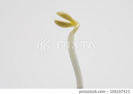 soy bean sprouts 108287423
