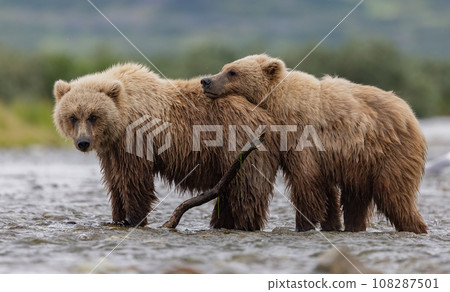 Brown Bear Fishing for Sockeye Salmon in Alaksa  108287501