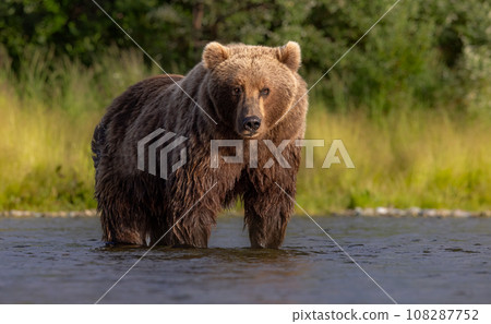 Brown Bear Fishing for Sockeye Salmon in Alaksa Brown Bear Fishing for Sockeye Salmon in Alaksa 108287752
