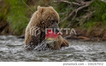 Brown Bear Fishing for Sockeye Salmon in Alaksa  108287932