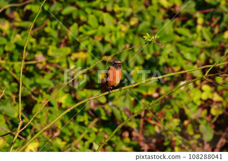 Yobitaki sticking to branches 108288041