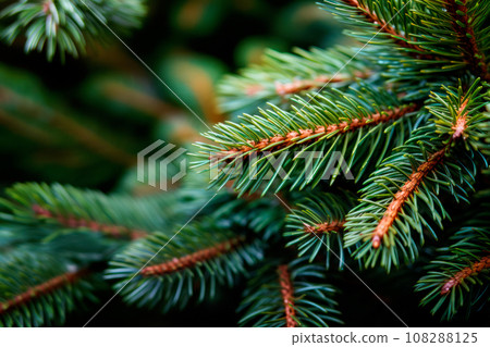 A close up view of a Christmas fir tree frond or a green pine tree branch with snow on black background. A close up view of a Christmas fir tree frond or a green pine tree branch with snow on black background. 108288125