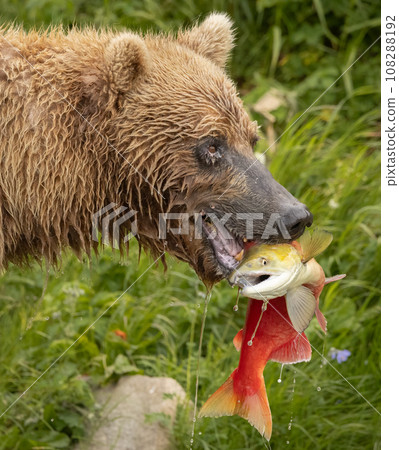 Brown Bear Fishing for Sockeye Salmon in Alaksa  108288192