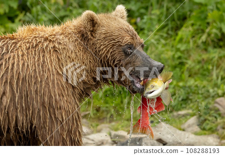 Brown Bear Fishing for Sockeye Salmon in Alaksa  108288193