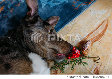 head of brown grey dog lying on the floor and sniffing christmas decoration head of brown grey dog lying on the floor and sniffing christmas decoration 108288284