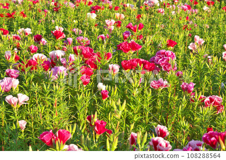 [Godetia field] 108288564