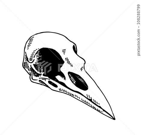 Vector illustration in vintage style, line drawing. Bird Skull Isolated On White Background. skull of a raven. Witchcraft esoteric rite concept symbol. Witch gothic item. Vector illustration in vintage style, line drawing. Bird Skull Isolated On White Background. skull of a raven. Witchcraft esoteric rite concept symbol. Witch gothic item. 108288799