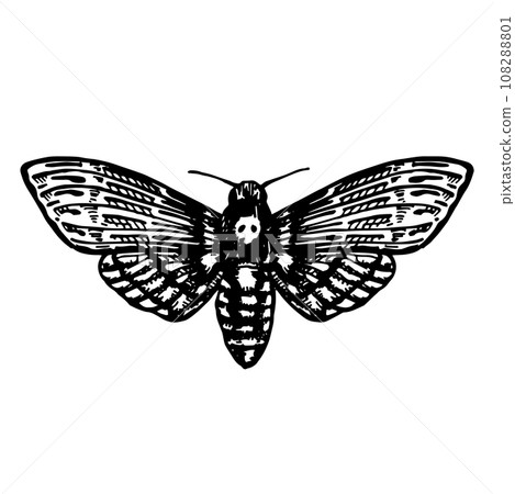vector illustration. graphic drawing of a nocturnal butterfly, trifle. dead head, hawk dead head. black and white drawing a symbol of esotericism, gothic, mysticism, witchcraft	 108288801