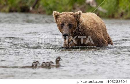Brown Bear Fishing for Sockeye Salmon in Alaksa  108288804